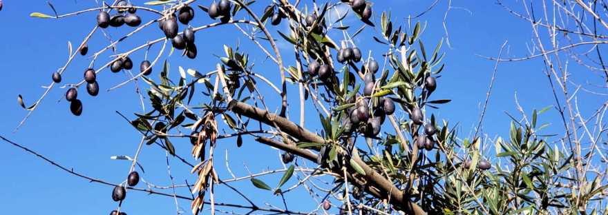 rama de olivo